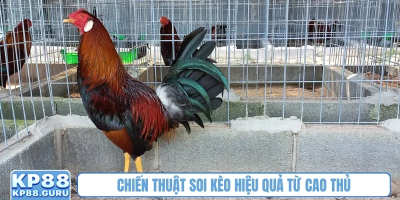Chiến thuật soi kèo hiệu quả từ cao thủ