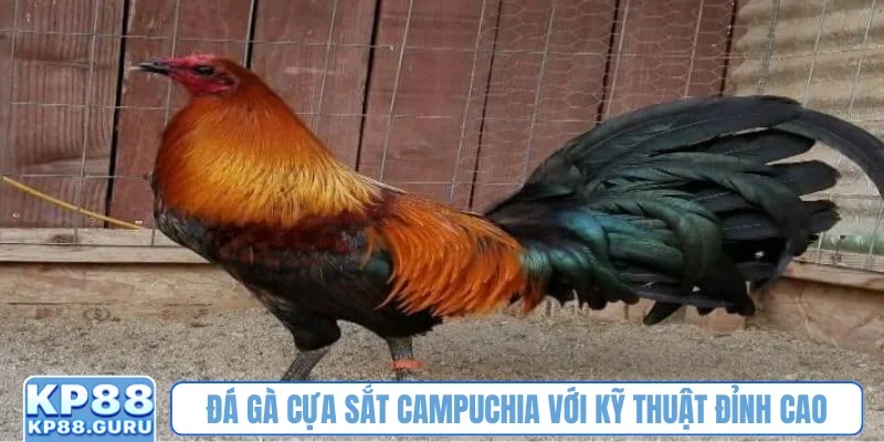 Đá gà cựa sắt Campuchia với kỹ thuật đỉnh cao