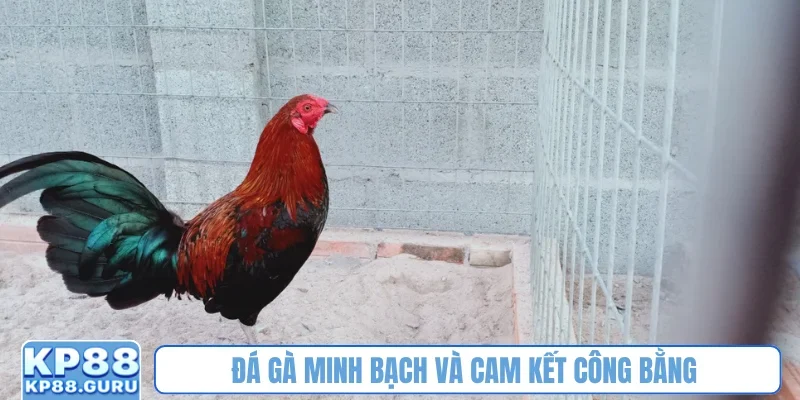 Đá gà minh bạch và cam kết công bằng